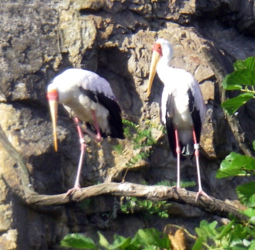 Yellow-billed Storks (Mycteria ibis)