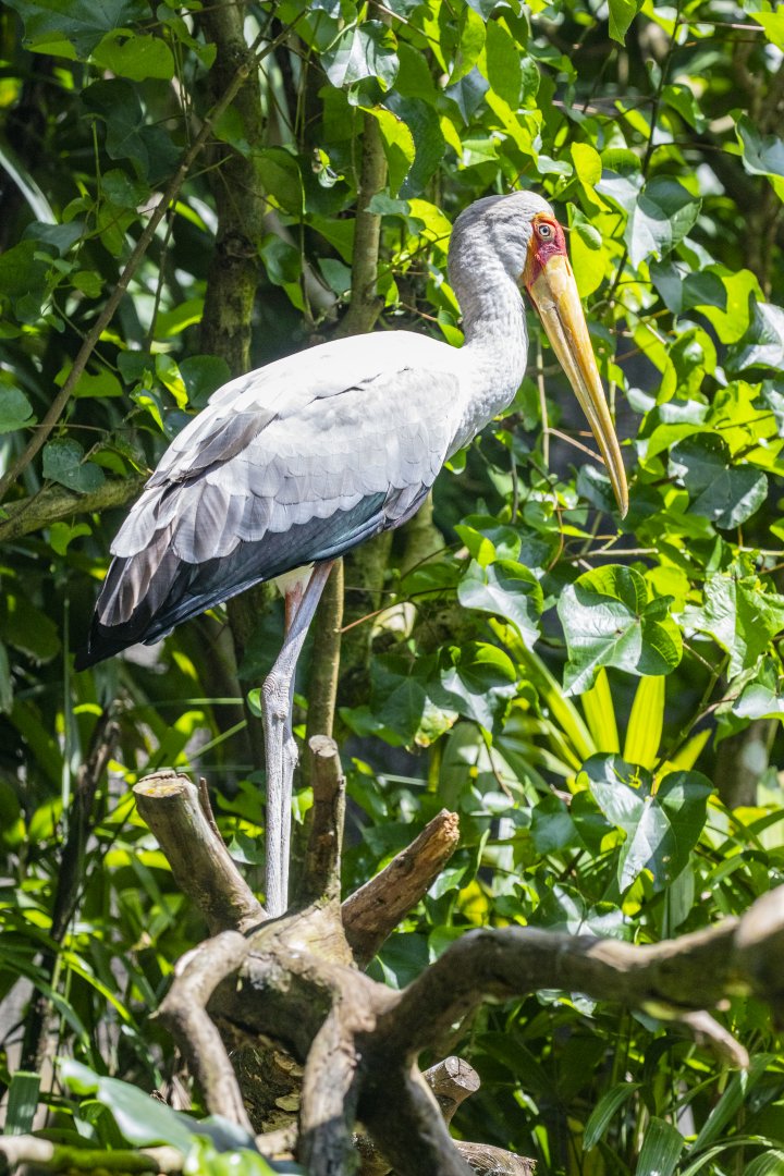 Yellow-billed Storks Mycteria ibis)
