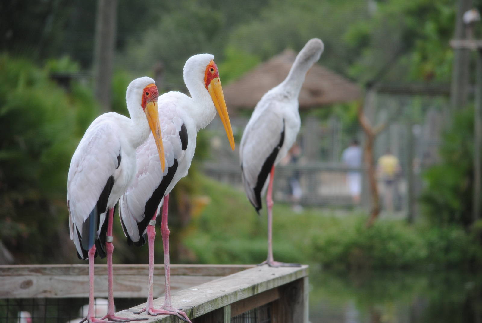 Yellow-billed Storks