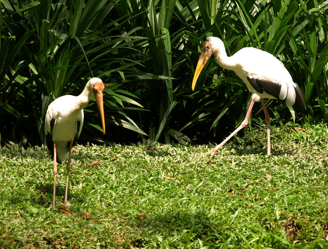 Yellow-billed storks