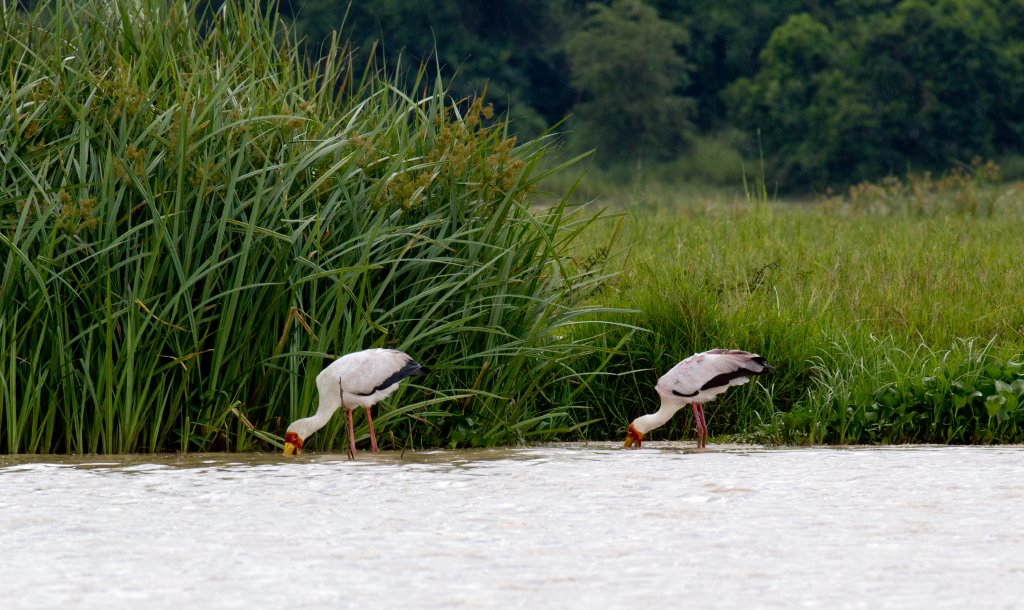 Yellow-billed Storks