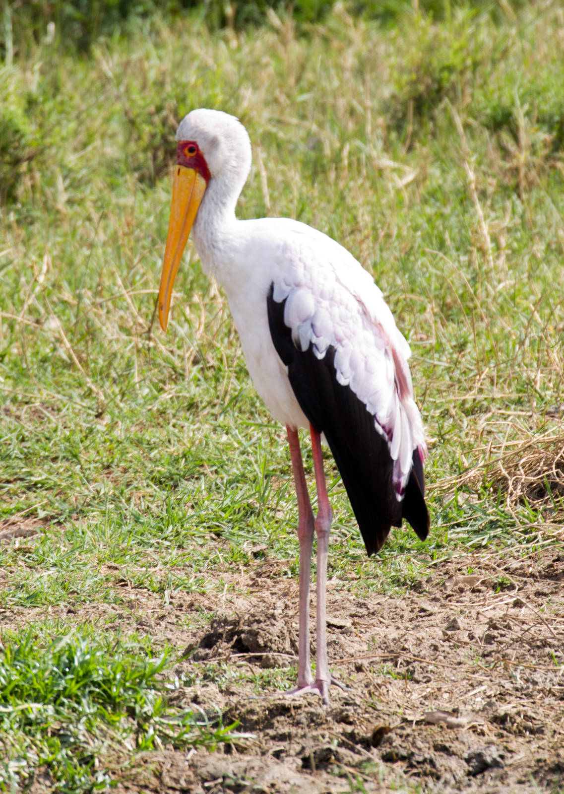 Yellow-billed Storks