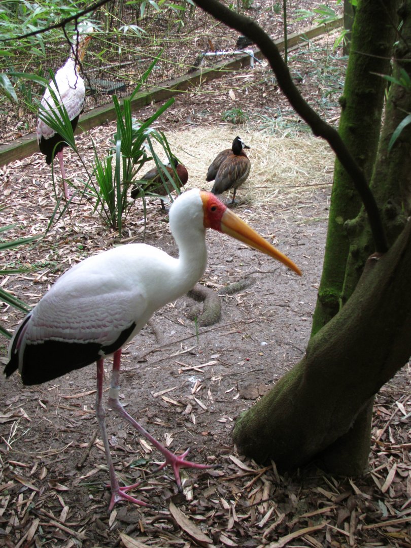 Yellow Billed Storks