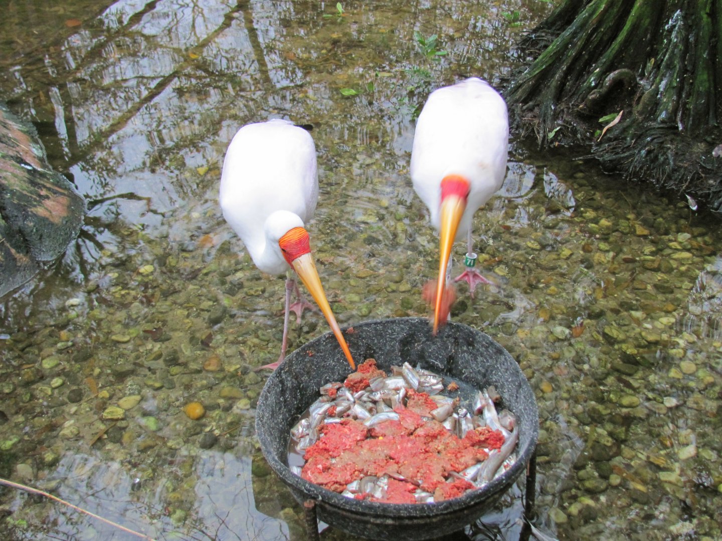 Yellow Billed Storks