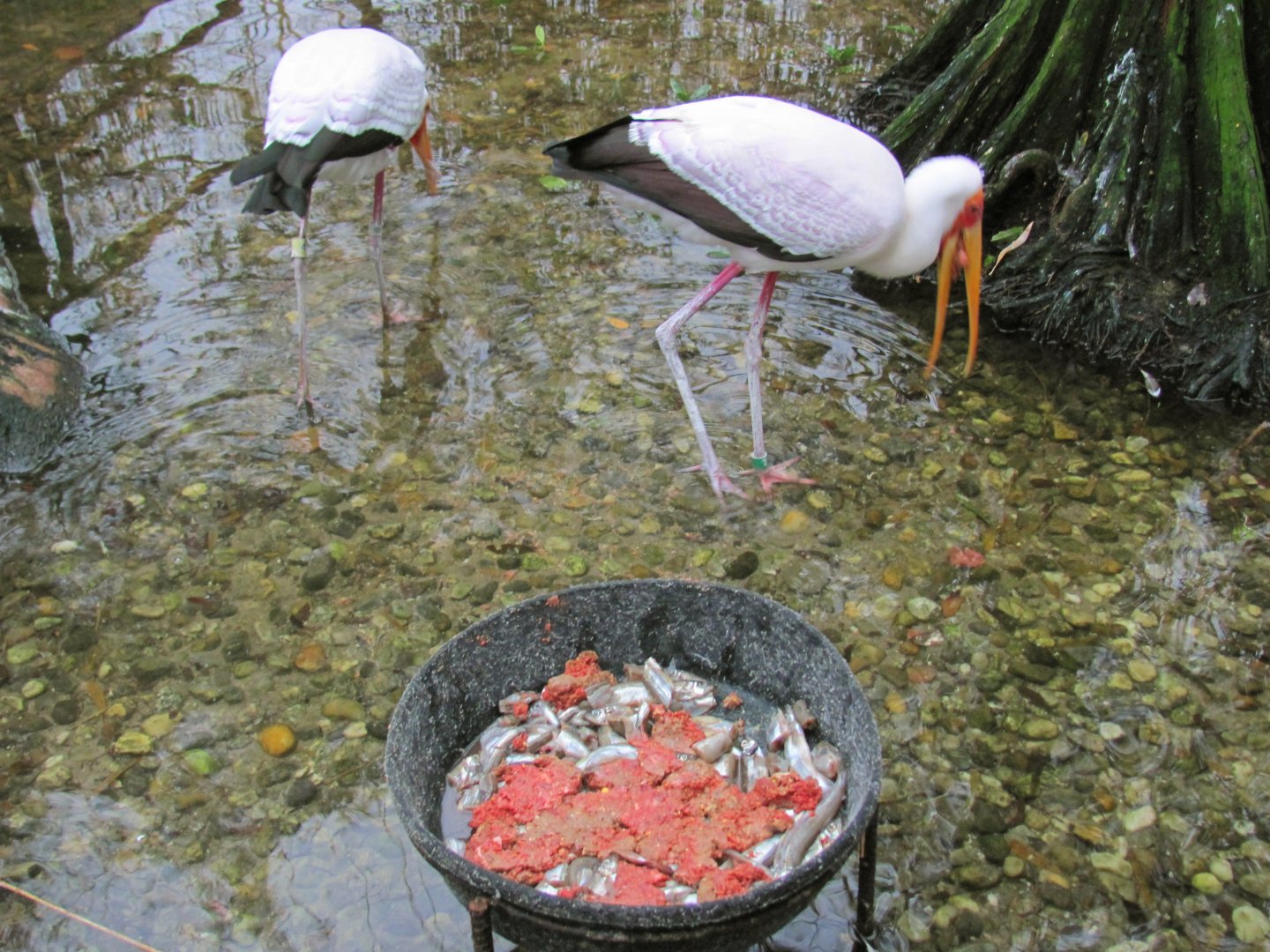 Yellow Billed Storks
