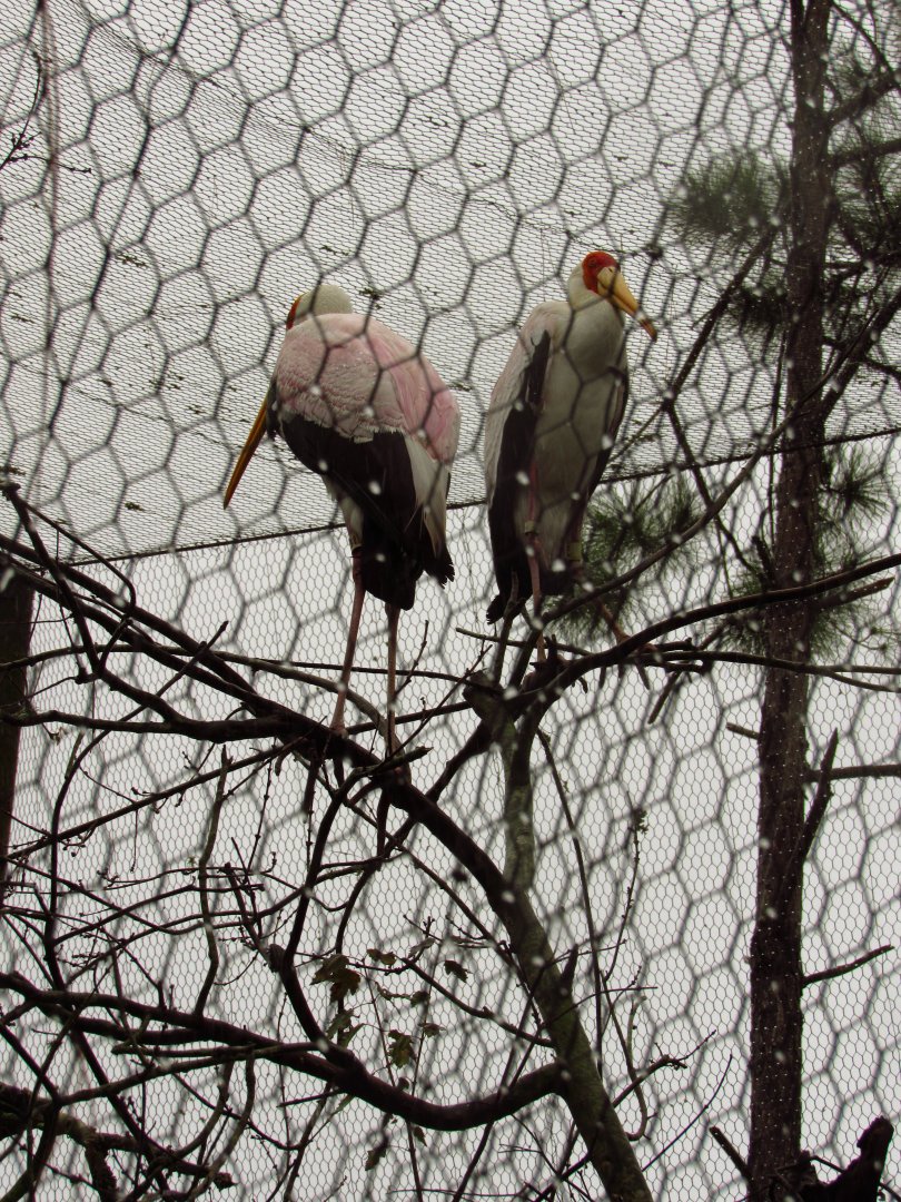 Yellow-Billed Storks