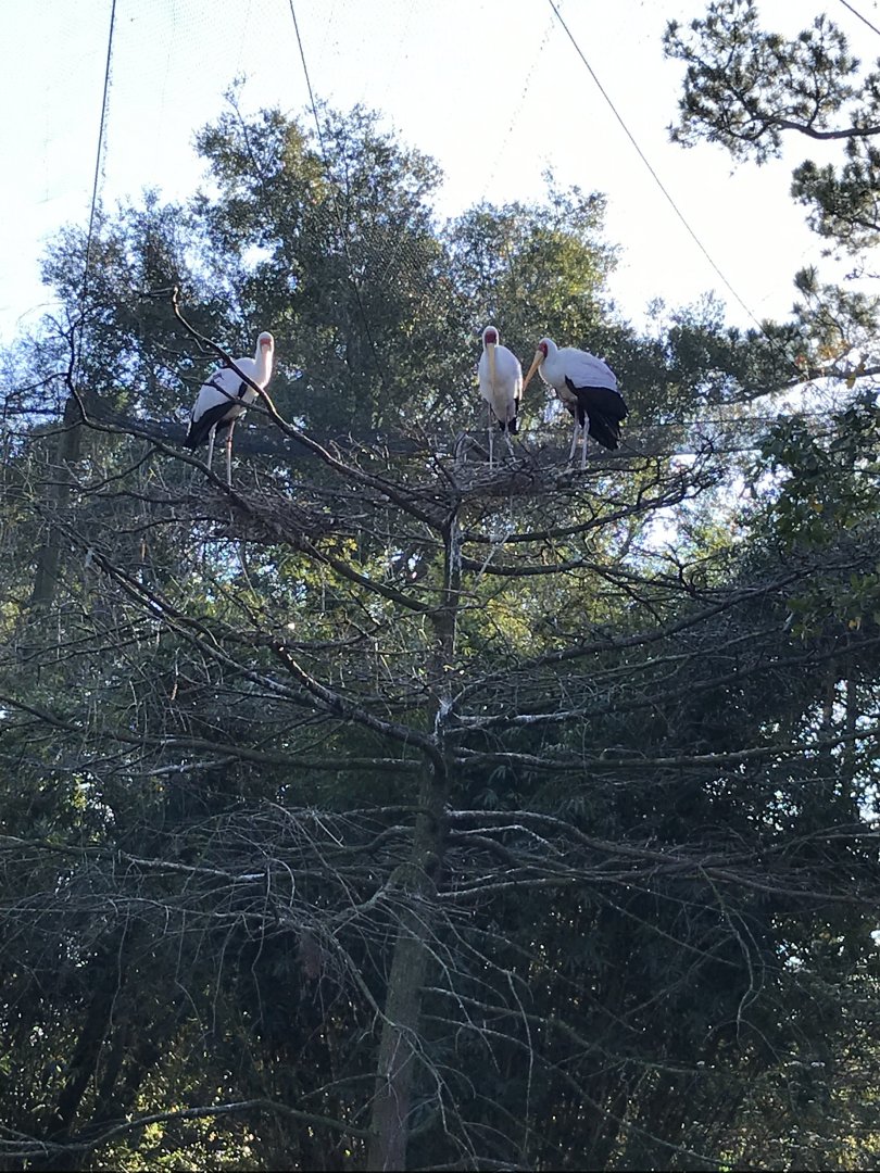Yellow-billed storks
