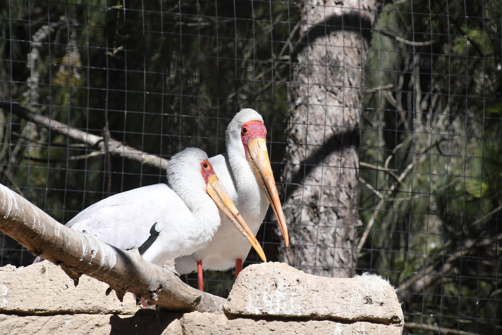 Yellow-billed Storks