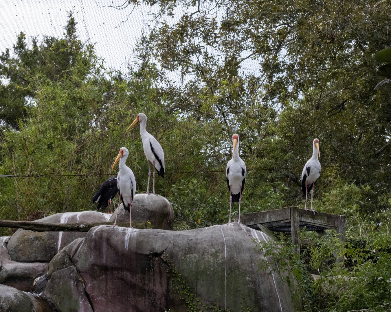 Yellow-billed Storks