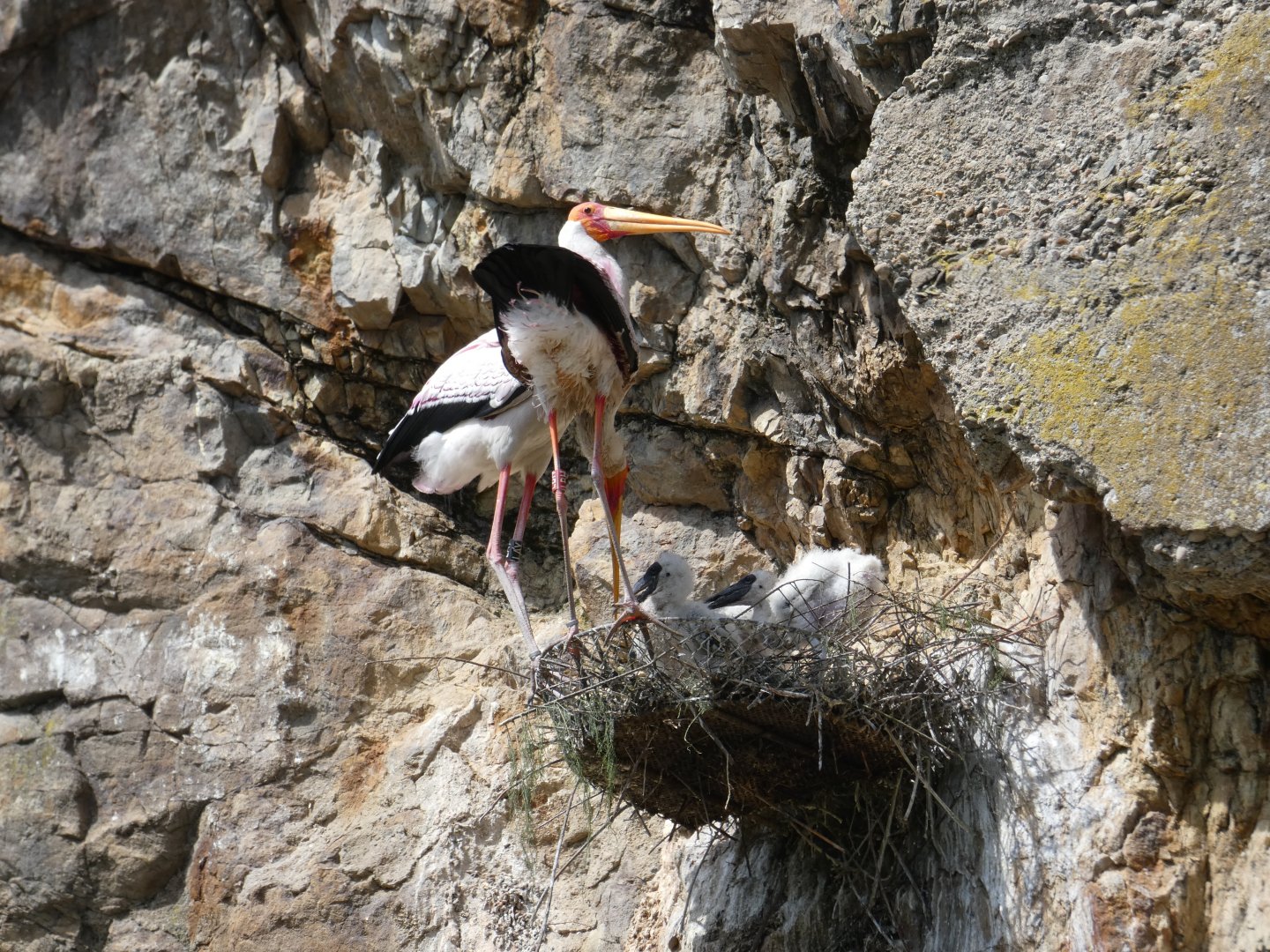 Yellow-billed storks