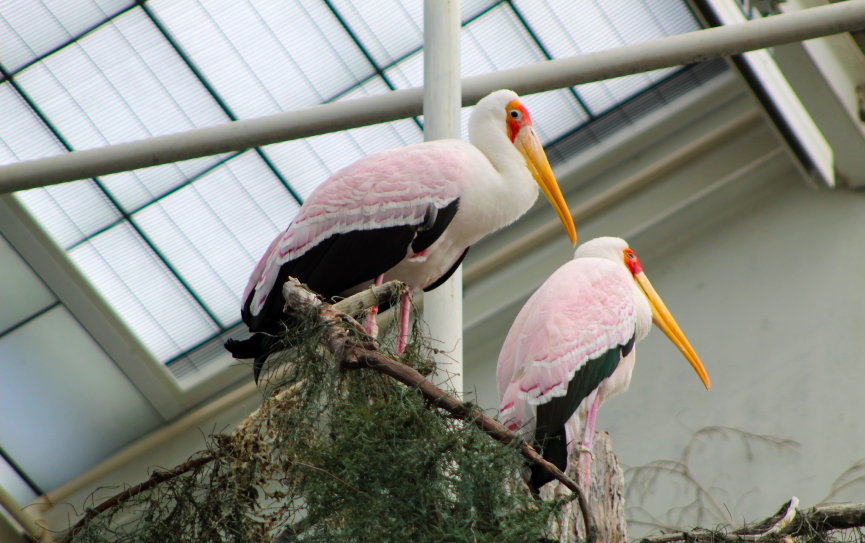 Yellow-billed Storks
