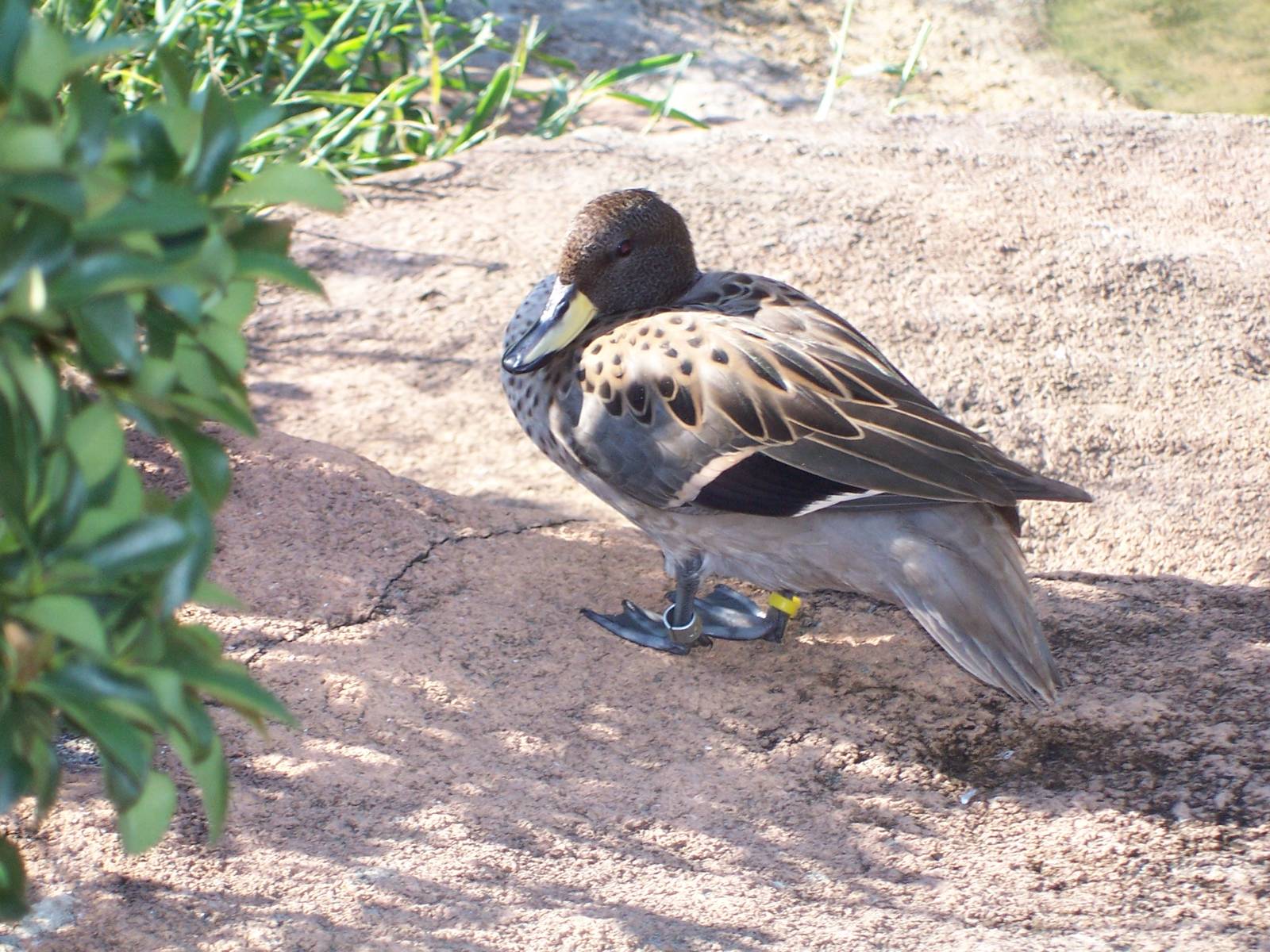 Yellow-billed Teal (Anas flavirostris)