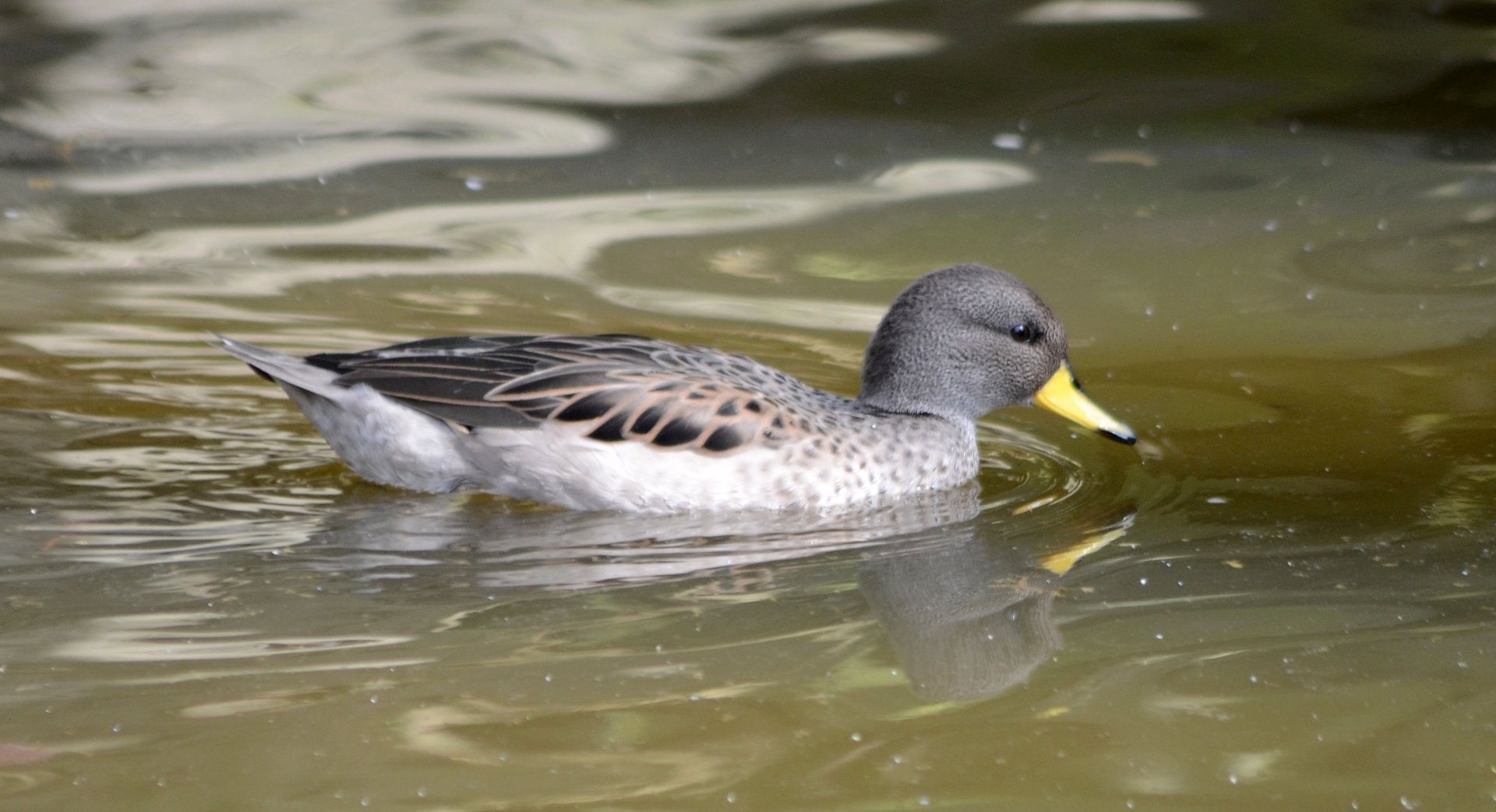 Yellow-billed teal (Anas flavirostris)