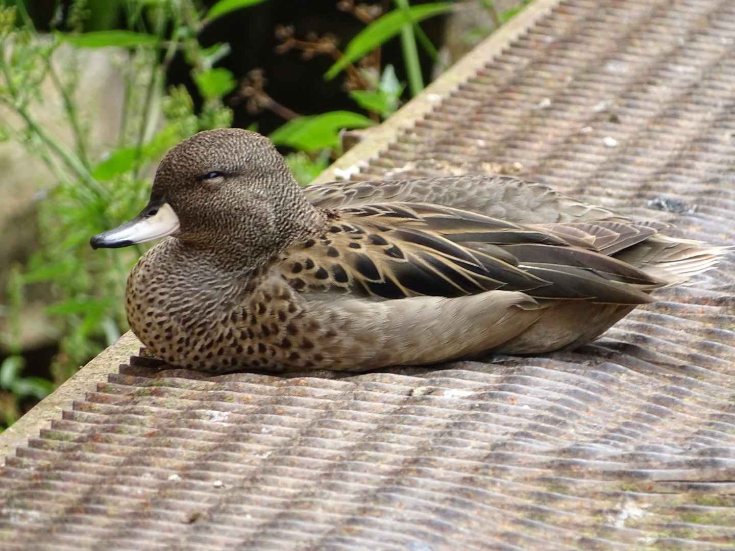 Yellow-billed teal (Anas flavirostris)