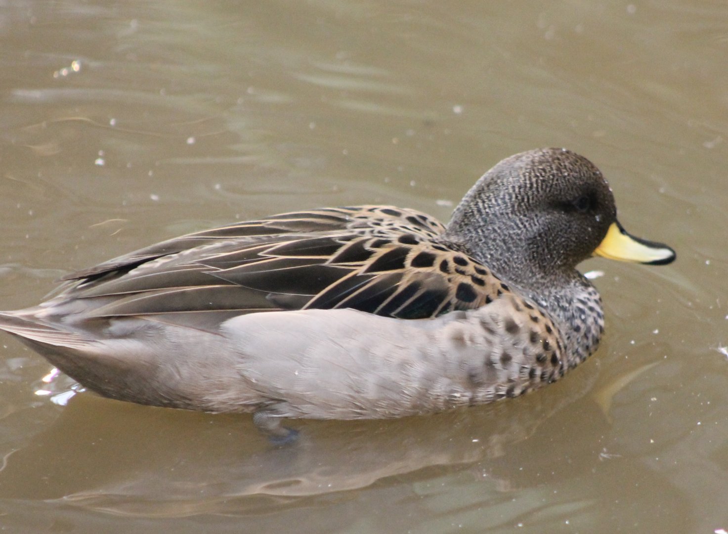 Yellow-billed teal