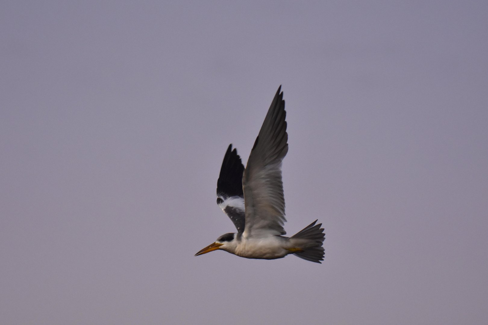 Yellow-billed Tern (Sternula superciliaris)