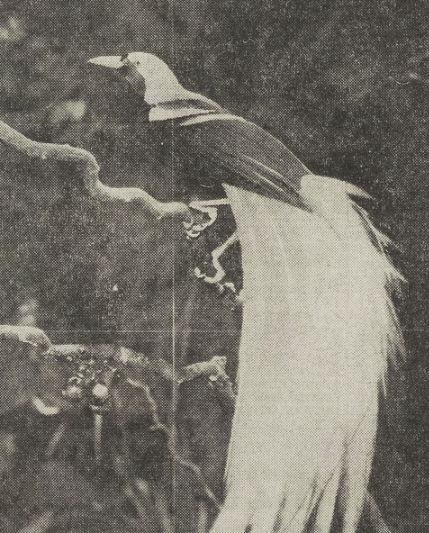 Yellow Bird of Paradise