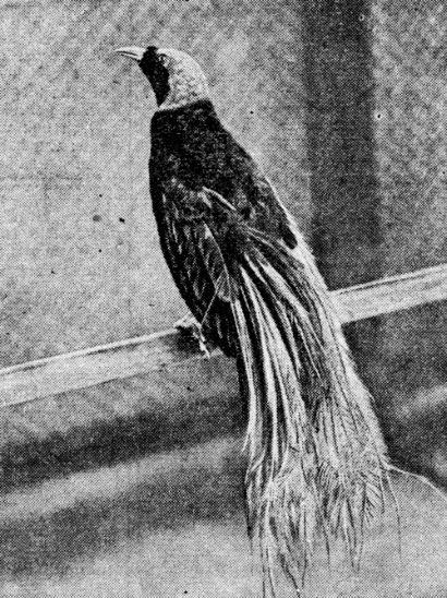 Yellow Bird of Paradise