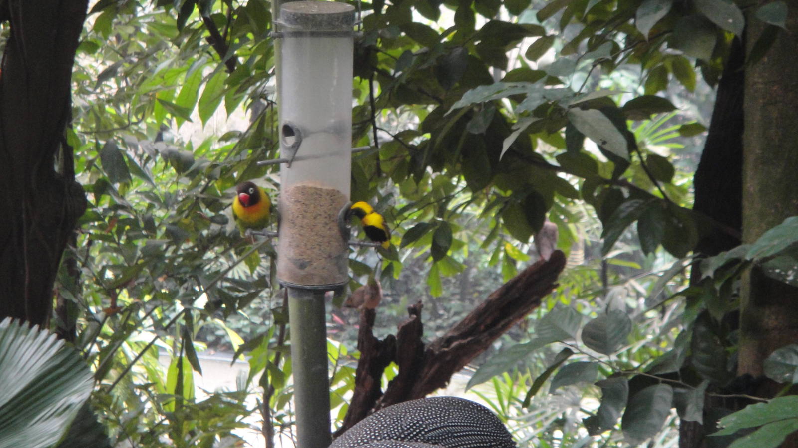 Yellow Bishop and Masked Lovebird