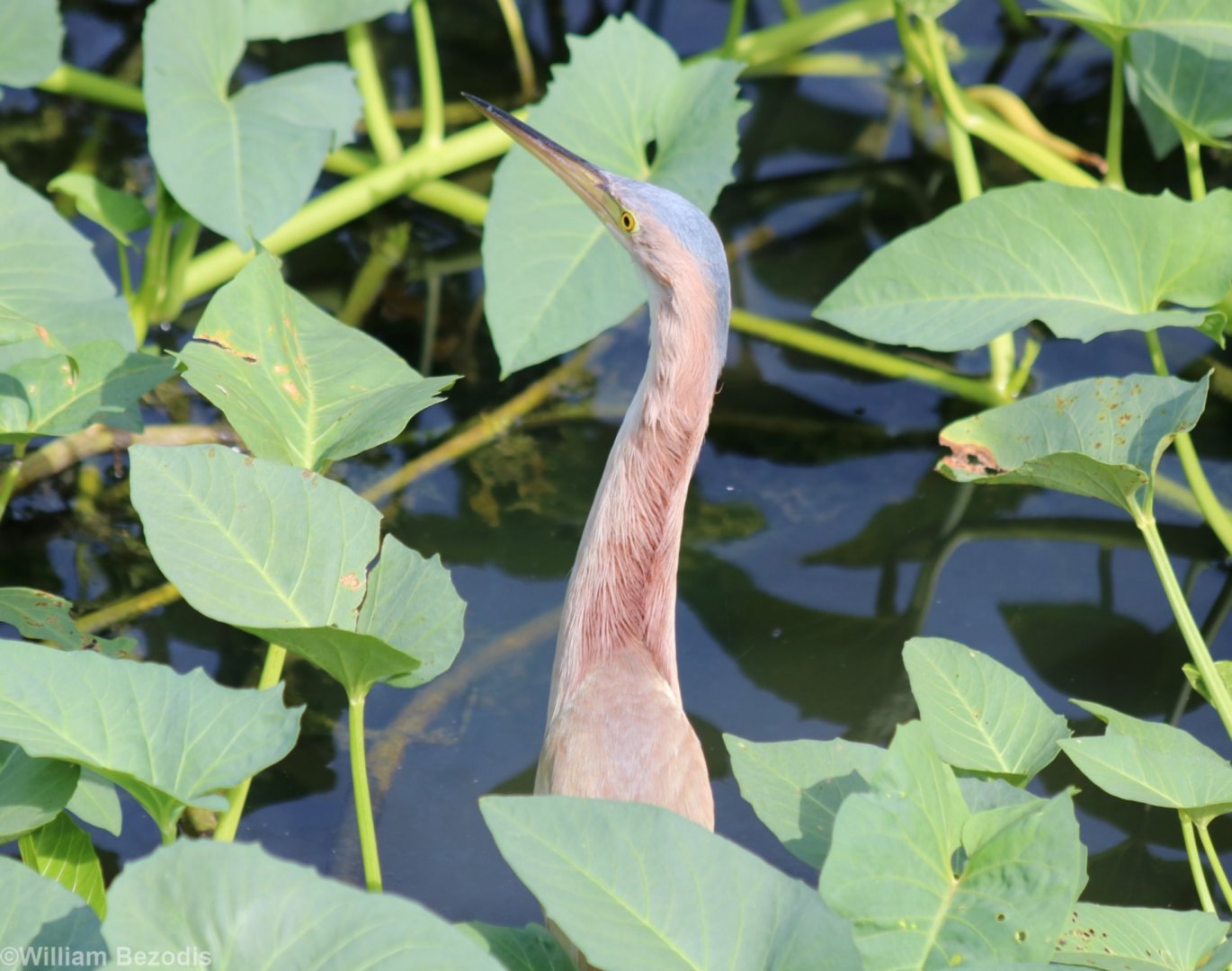 Yellow Bittern - Bangkok Suburbs
