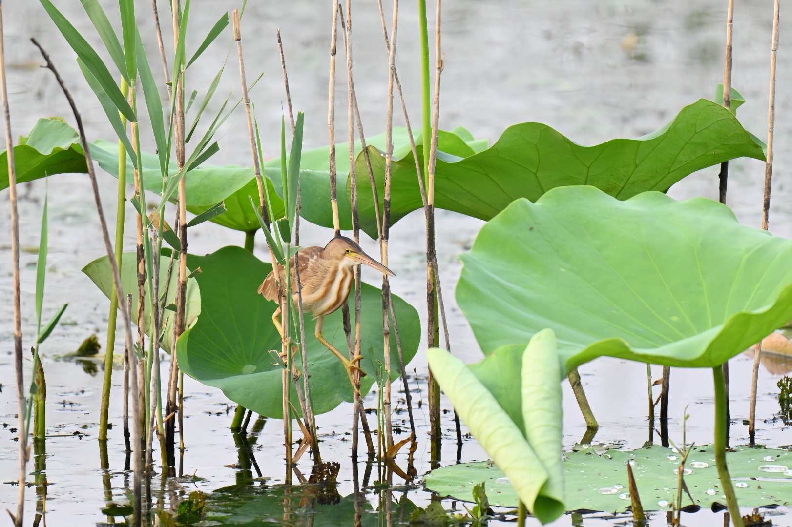 Yellow bittern (Botaurus sinensis)