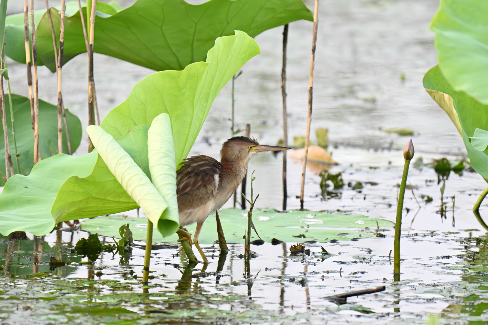 Yellow bittern (Botaurus sinensis)