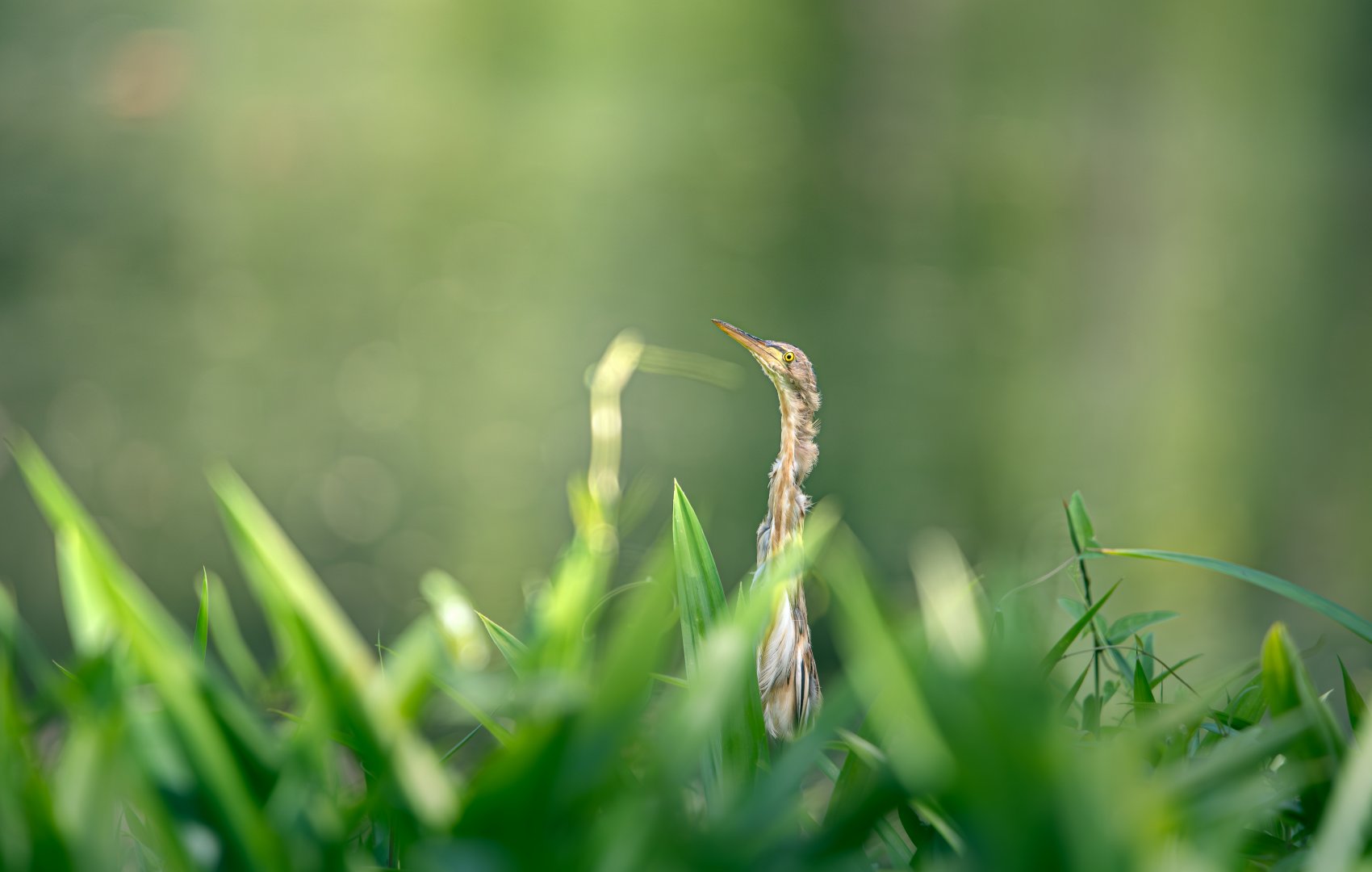 Yellow Bittern  ~ Hampstead Wetlands Park