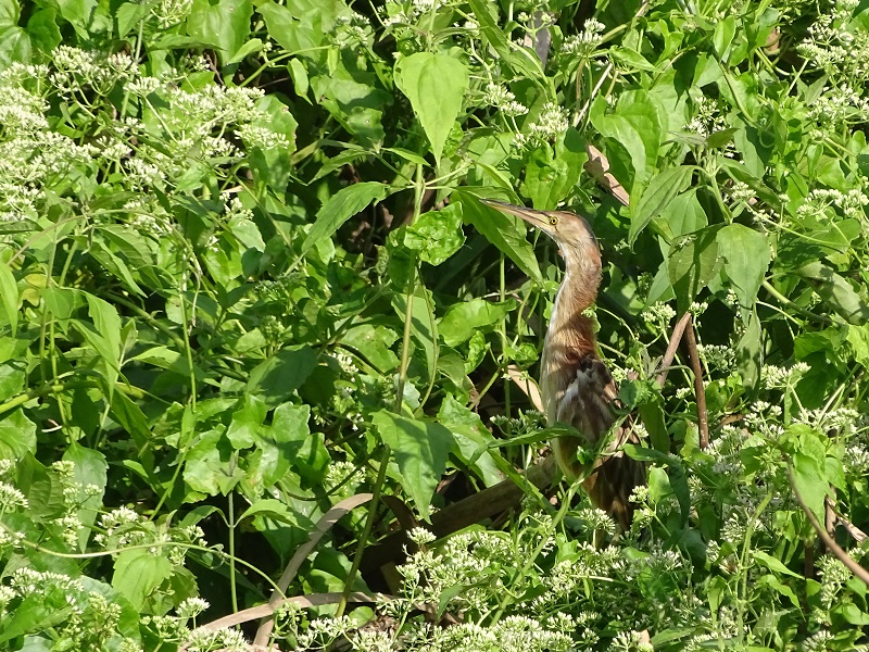 Yellow Bittern (Ixobrychus sinensis)