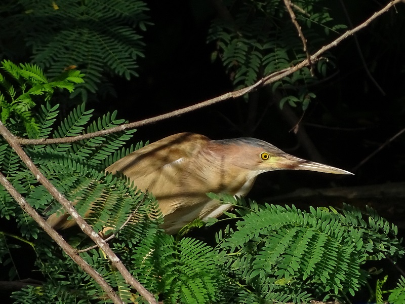 Yellow Bittern (Ixobrychus sinensis)