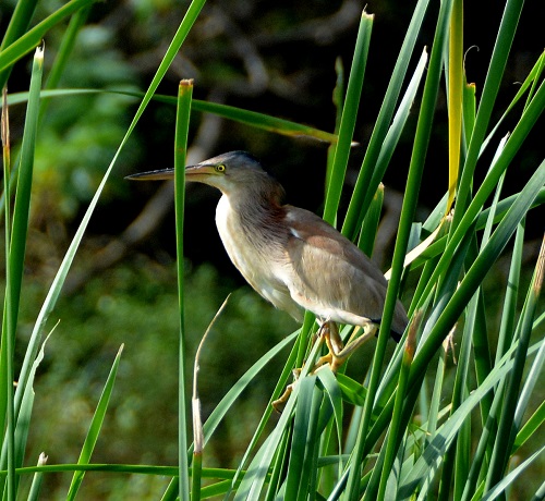 Yellow bittern ?