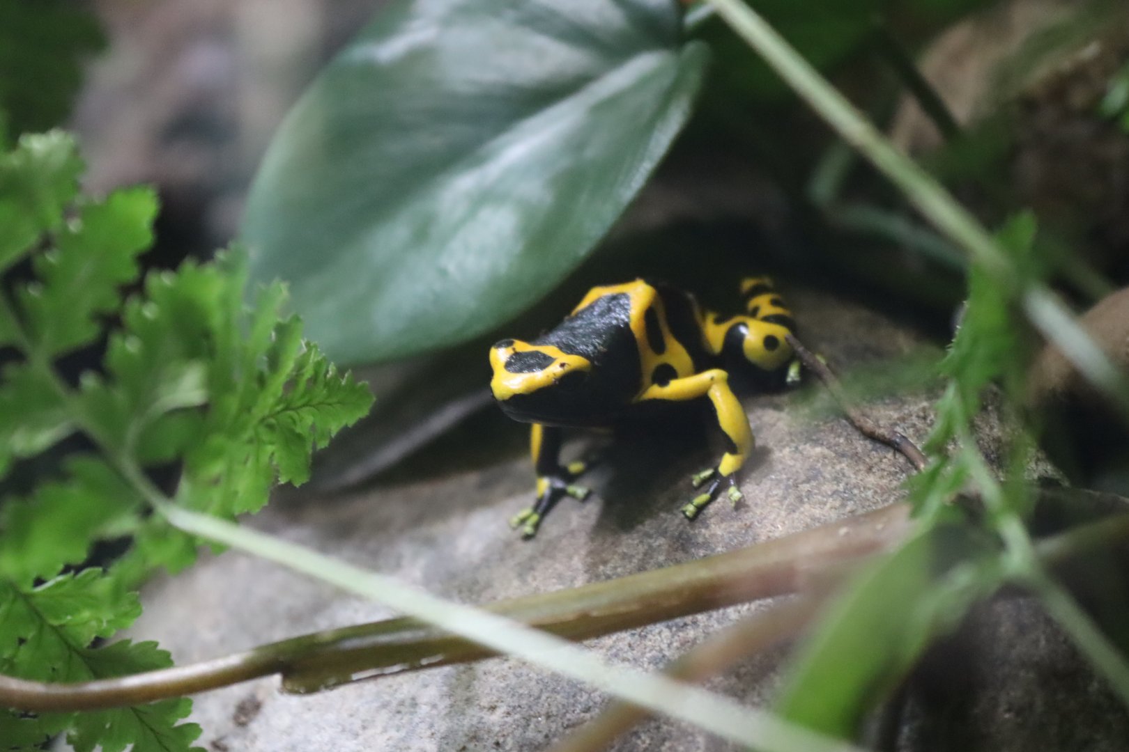 Yellow & Black Poison Frog