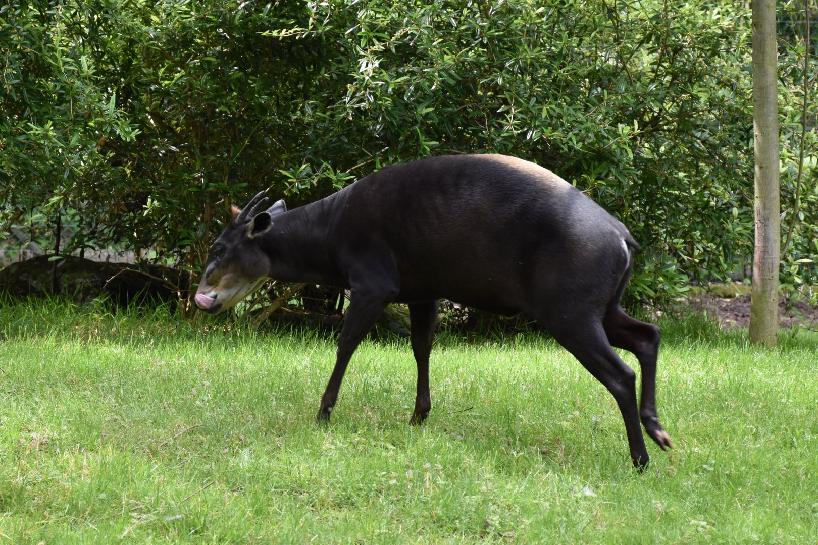 Yellow-blacked duicker