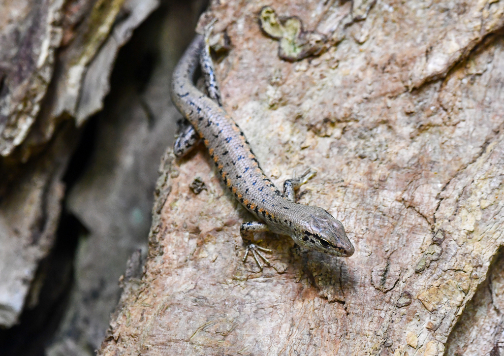 Yellow-blotched Forest Skink, Concinnia tigrina