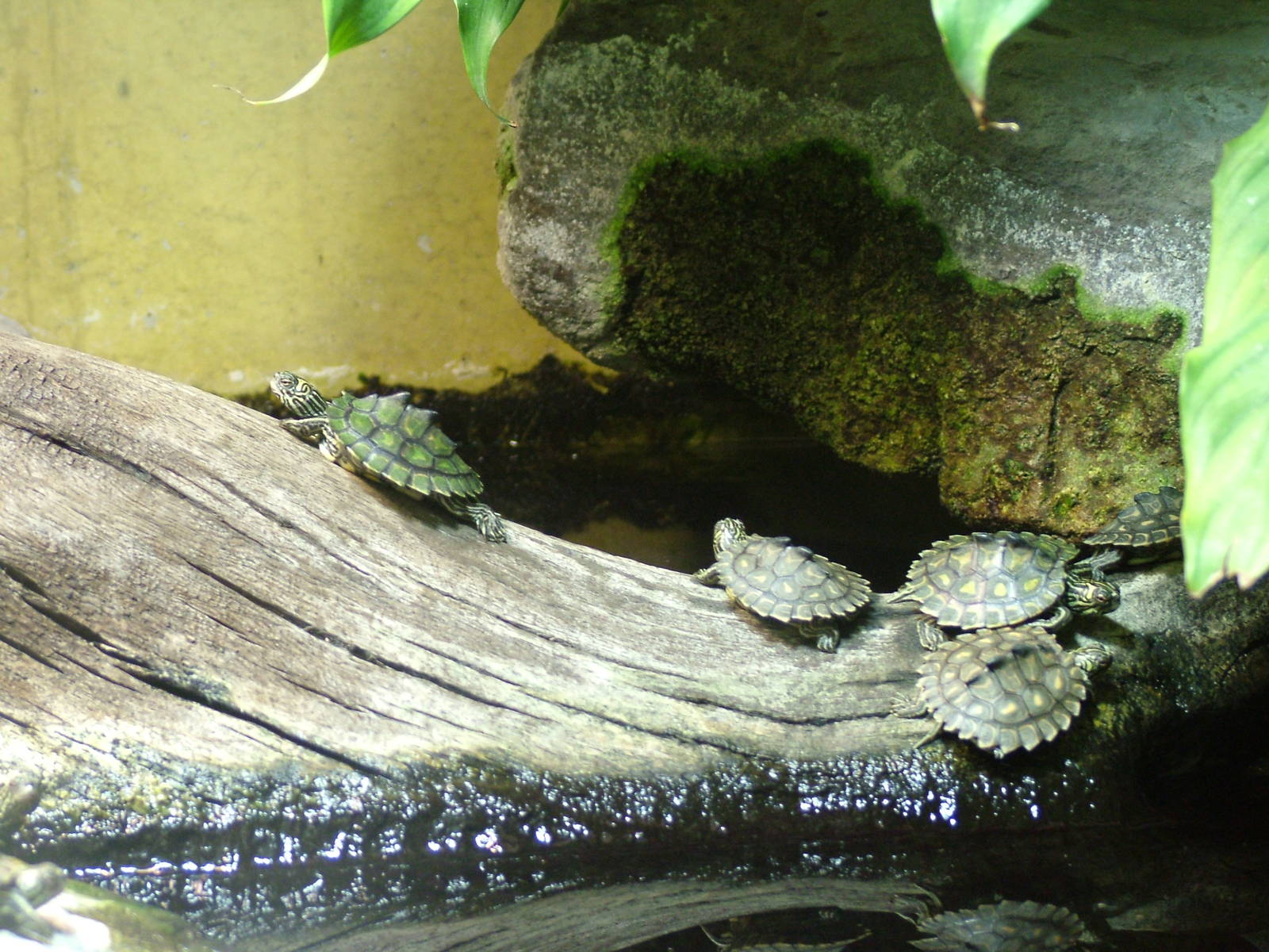 Yellow-blotched Map Turtle at Wilhelma, Stuttgart 02/09/10
