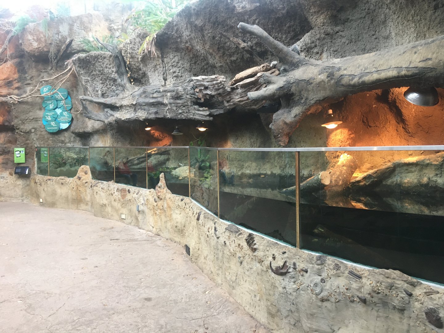 Yellow-blotched map turtle exhibit
