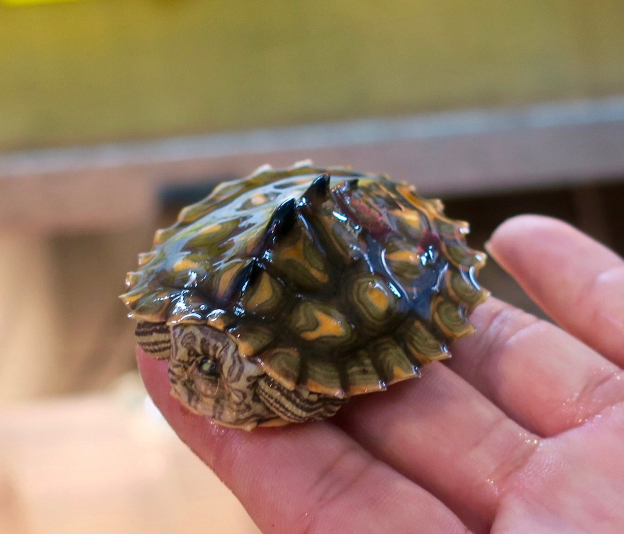 Yellow-Blotched Map Turtle (Graptemys flavimaculata)