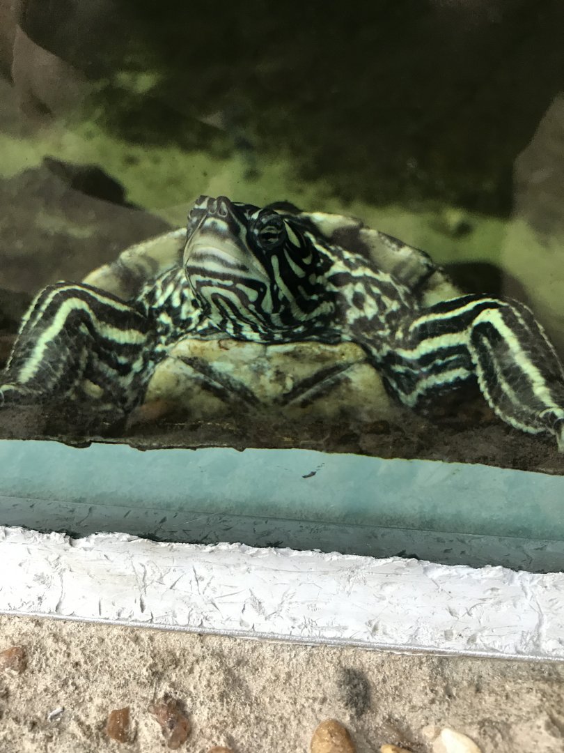 Yellow-blotched map turtle
