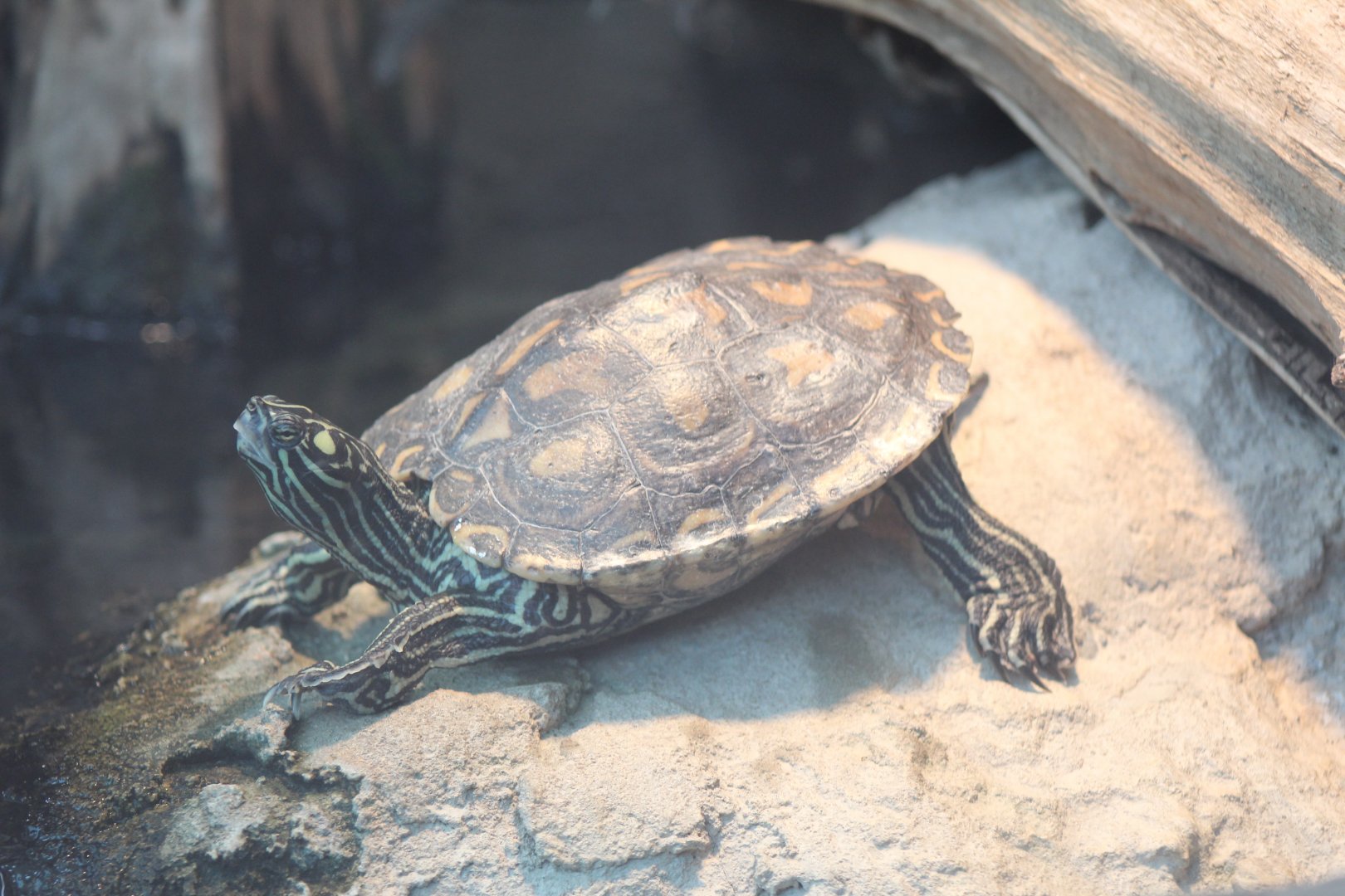 Yellow-Blotched Map Turtle