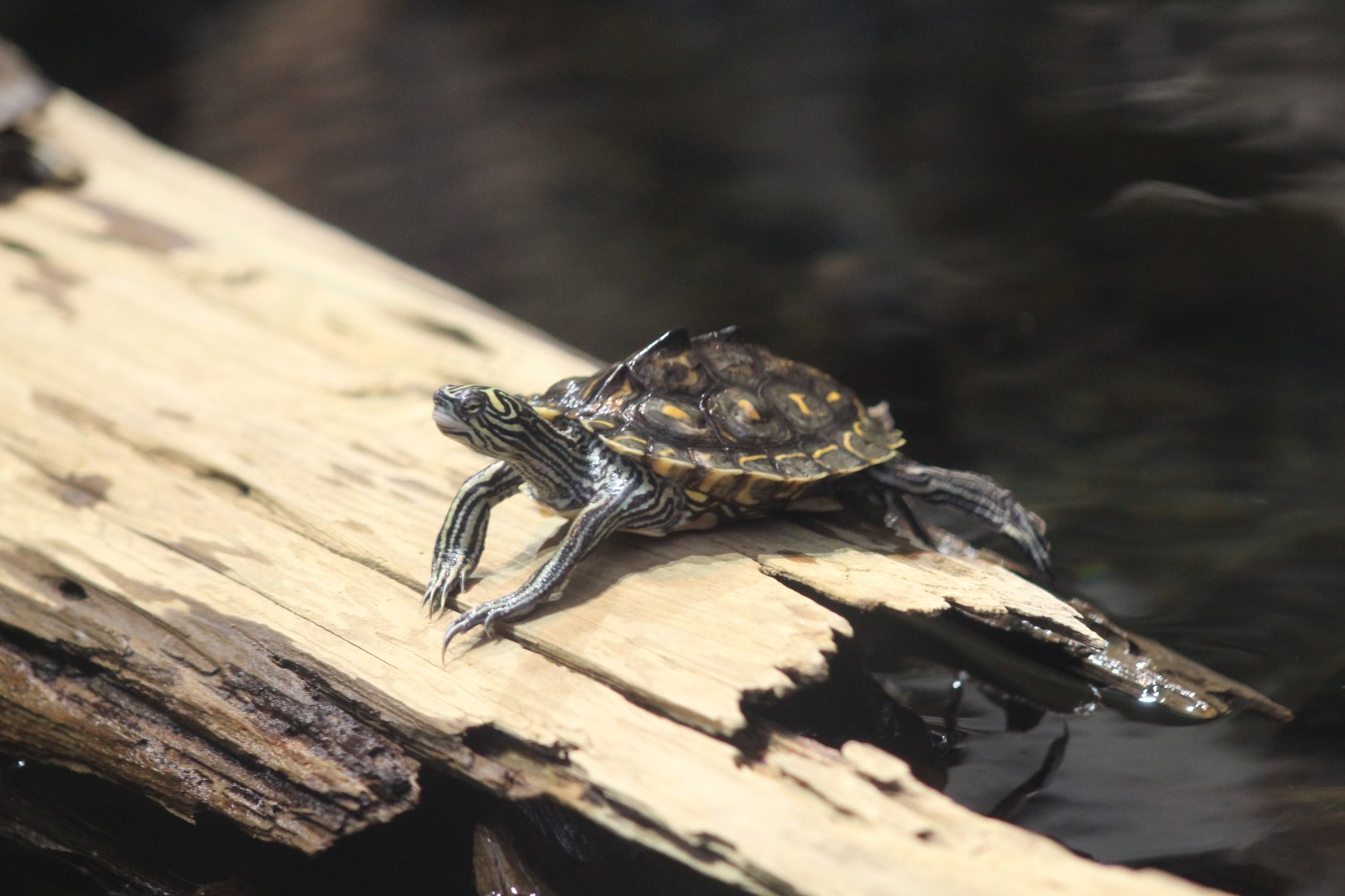 Yellow-Blotched Map Turtle
