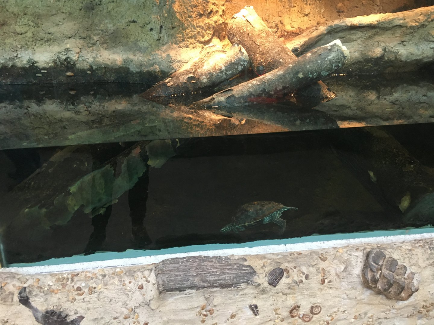 Yellow-blotched map turtle