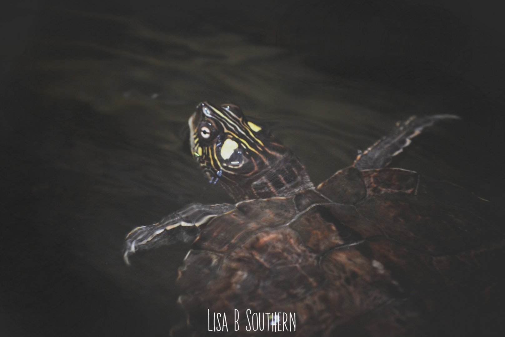 Yellow blotched map turtle