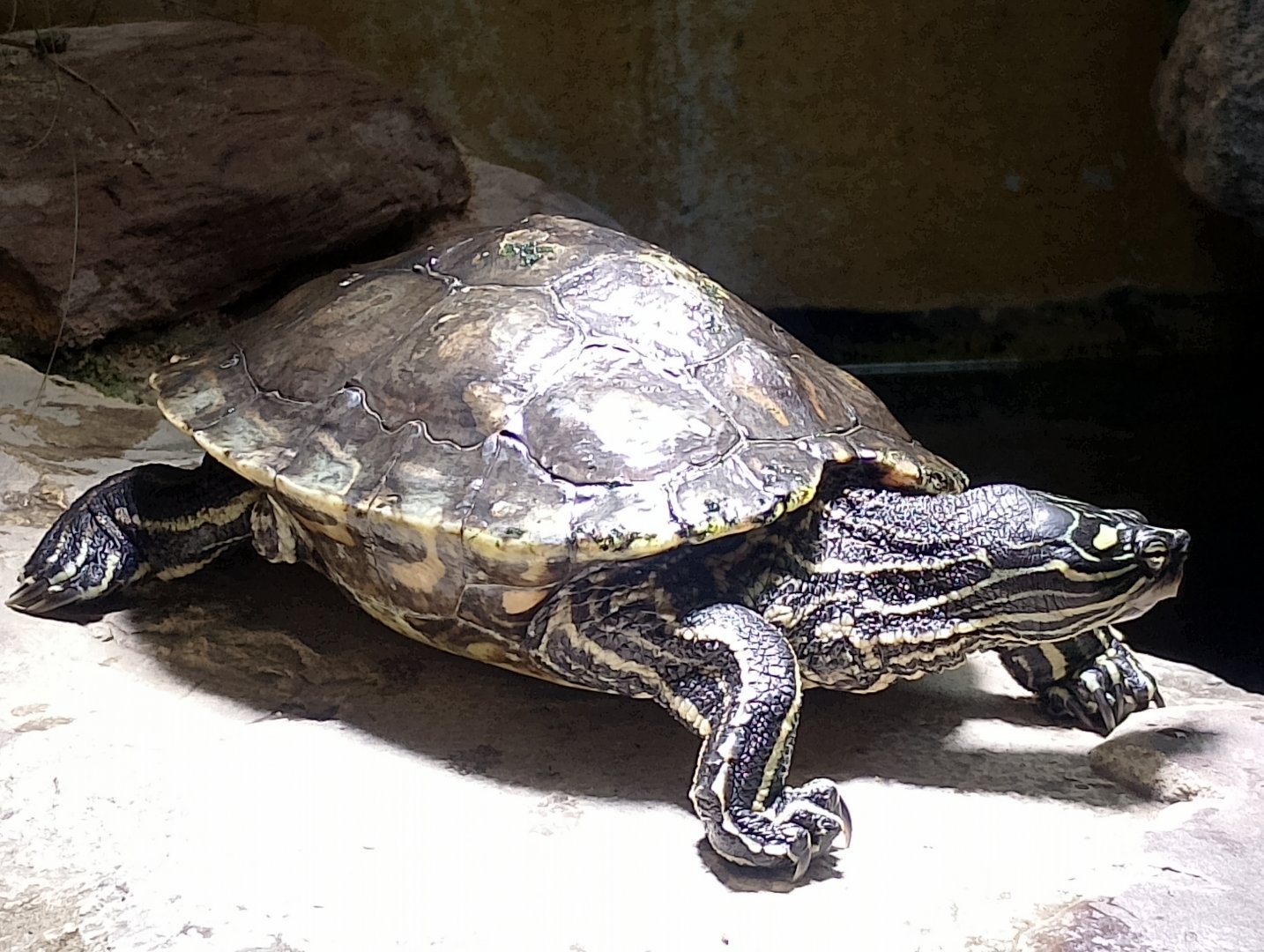 Yellow-blotched map turtle