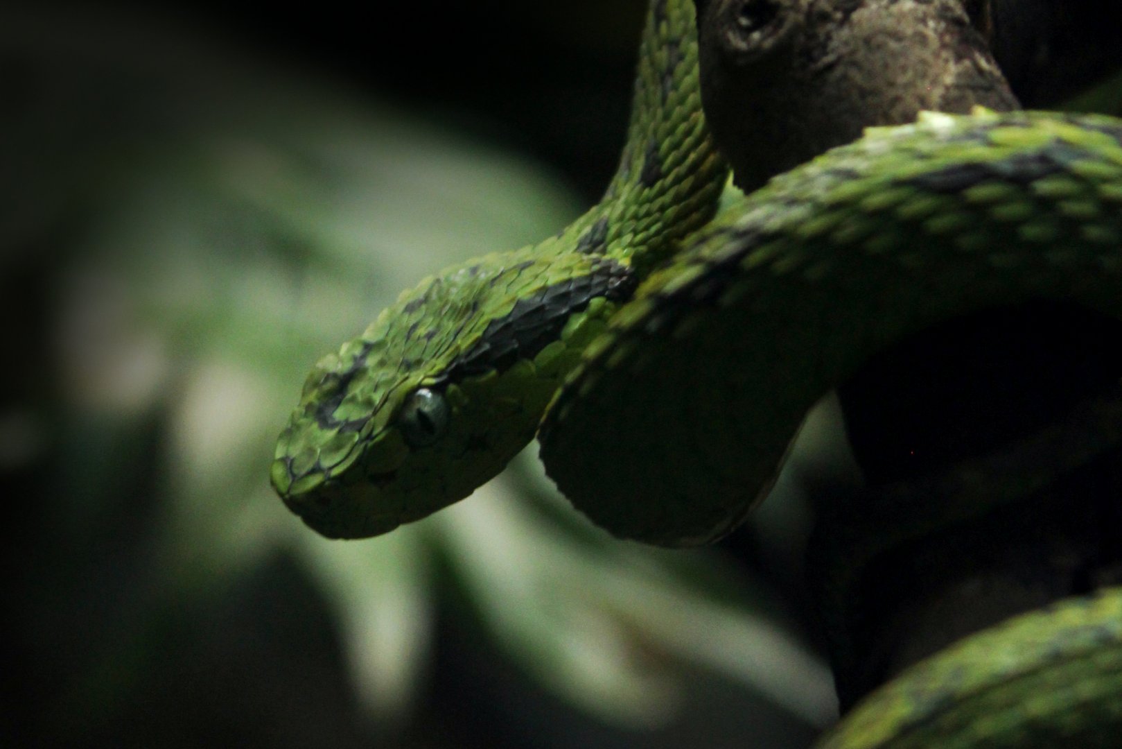 Yellow-blotched Palm Pit Viper (Bothriechis aurifer)