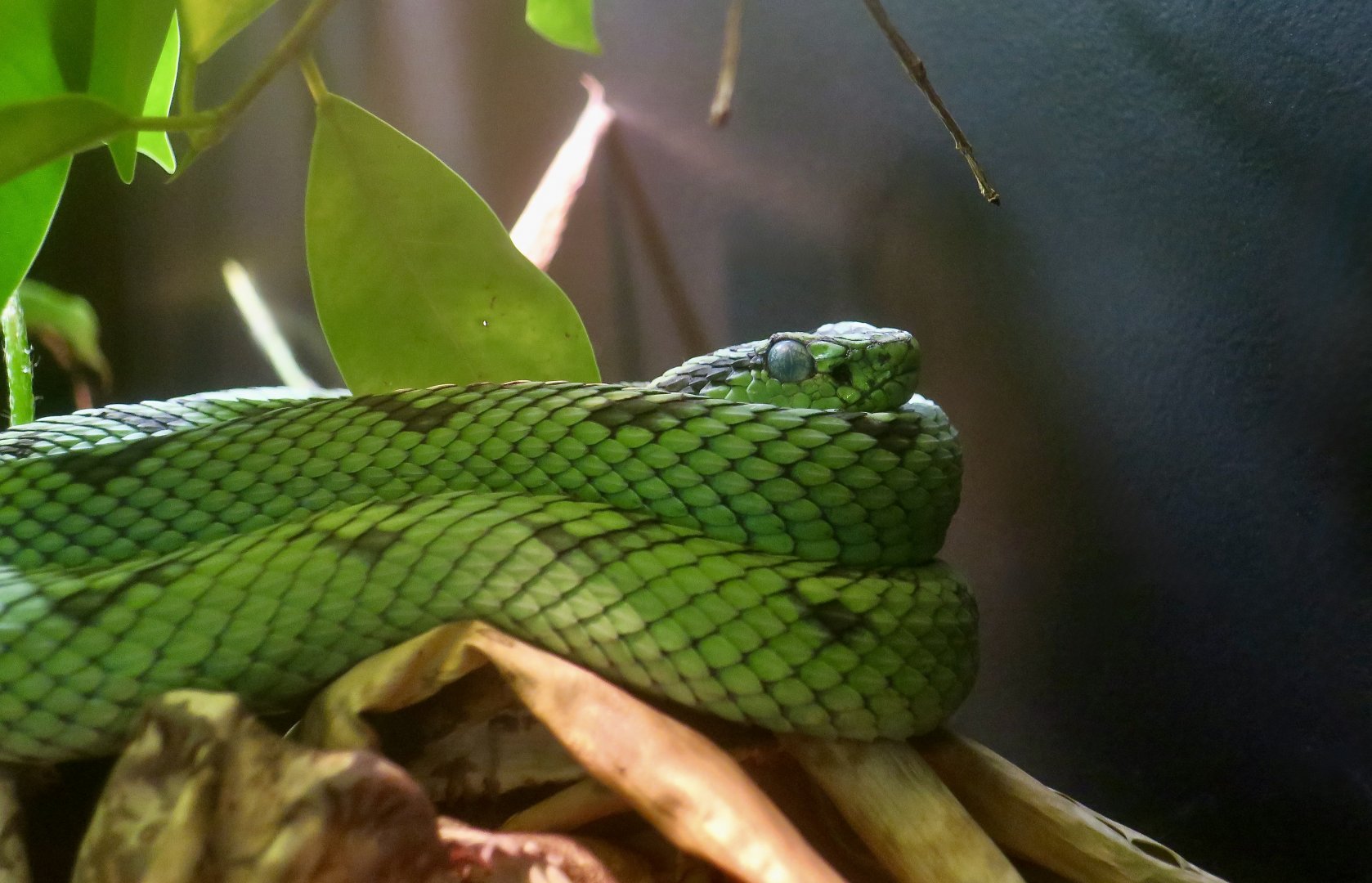 Yellow-Blotched Palm Pit Viper (Bothriechis aurifer)