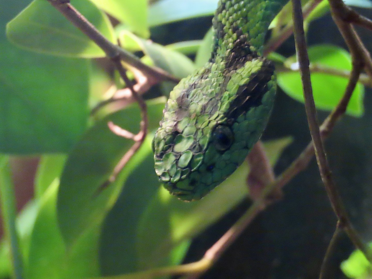 Yellow-blotched Palm Pitviper (Bothriechis aurifer)