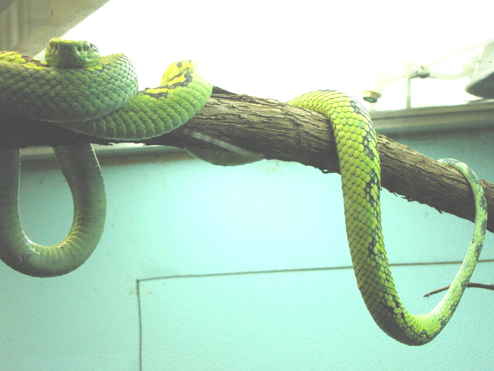 Yellow-blotched Palm-Pitviper