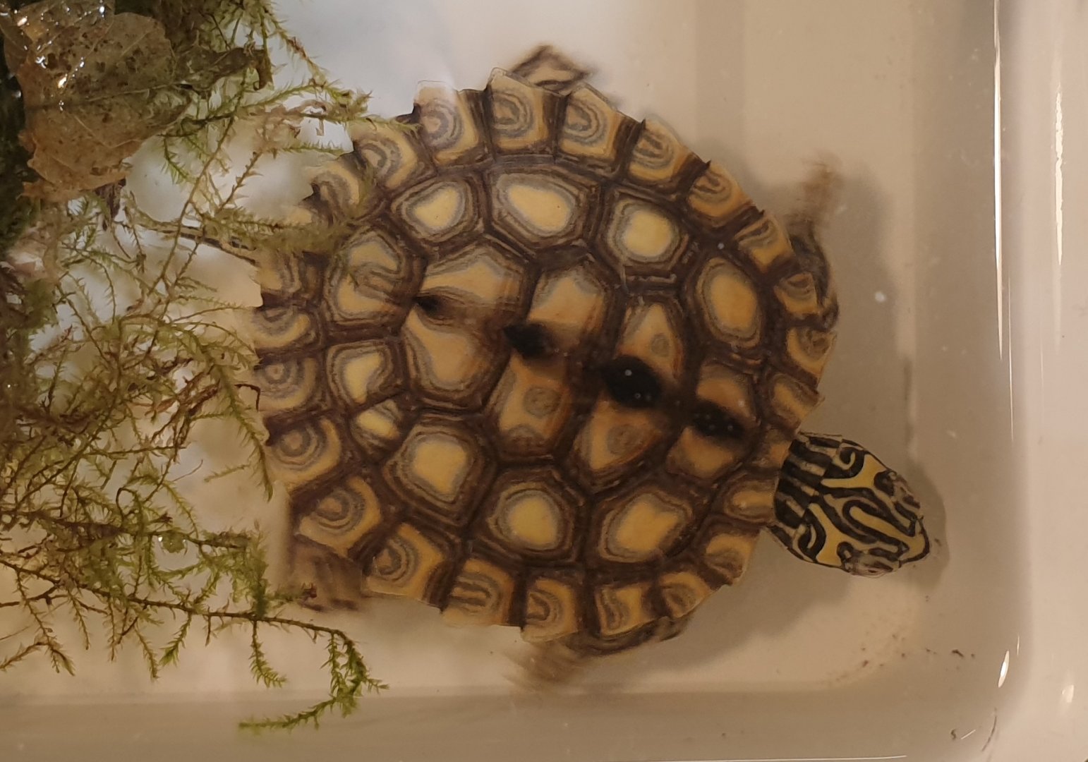 Yellow-blotched sawback - Graptemys flavimaculata