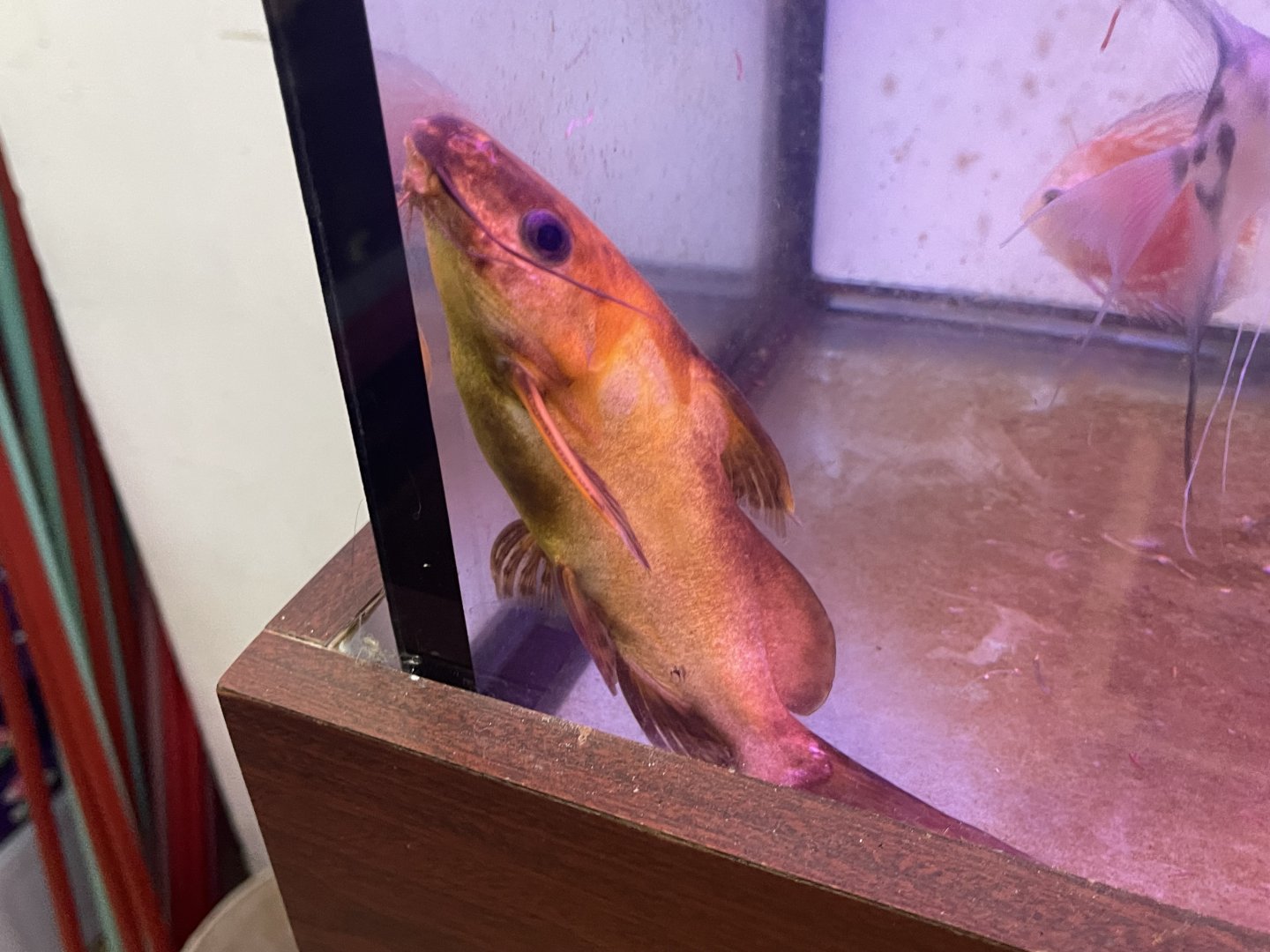 yellow blotched upside-down catfish (synodontis nigriventris)