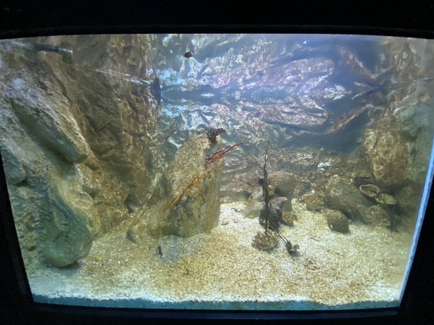 Yellow boxer fish and lined seahorse aquarium