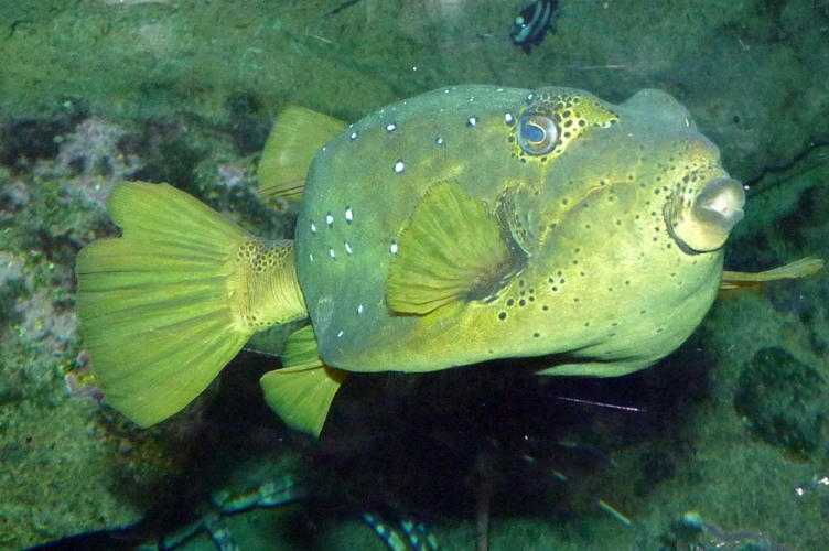 Yellow boxfish (Ostracion cubicus)